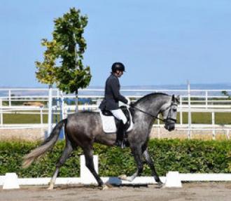 Nueva Prueba de Selección de Caballos Jóvenes en Gijón el 2 y 3 de Agosto