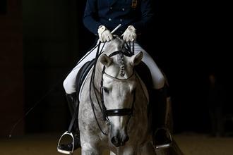 Publicadas las nuevas bases de competición de la Copa ANCCE de Doma Clásica 2020